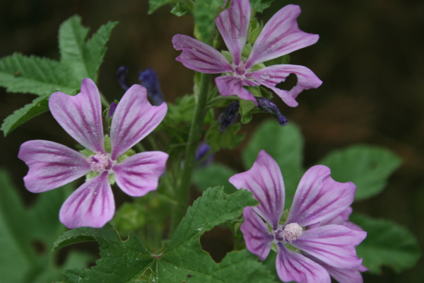 Grande Mauve (Malva sylvestris) - 2 &copy; Nicolas Macaire / LPO